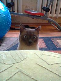 котик мой Бумажка!