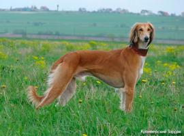 тазы-казахская борзая,очень редко ее встретишь у нас...