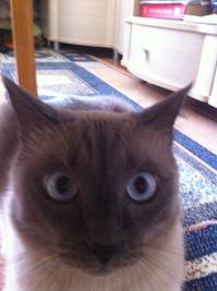 Самые Красивые Породы Кошек 