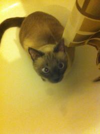 мой кот,Бумажка!