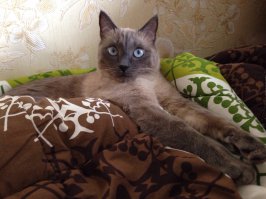 кот ,бумажка!
