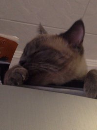 котик,Бумажка обычный))