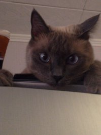 запрыгивать в ванну проверяя на устойчивость(котик Бумажка):)