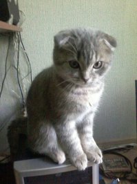котик пушок