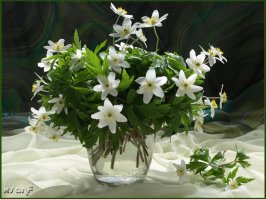 А у нас их называют ветренница. Подснежниками называем вот эти цветы.Север Кузбасса.