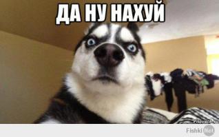 Забавные моменты из жизни щенков