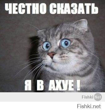 Летающие ниндзя-коты 