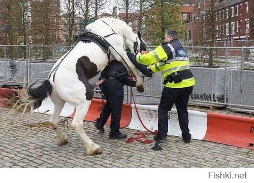Конь помогает полицейскому вытолкнуть застрявший в горле бутерброд.....