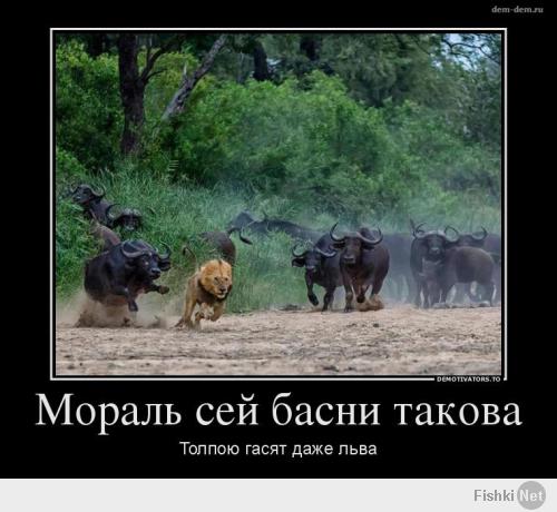 Как буйволы львам наваляли