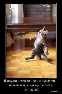 20 веселых гиф про животных и млекопитающих