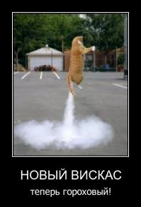 Летающие ниндзя-коты 