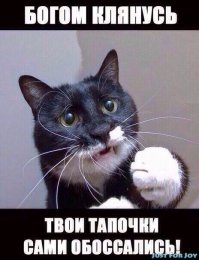 Хозяева ругают котов за их проделки