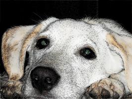 Мой само несчастье: Мосье, же не манж па сис жур.