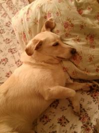 Вожак стаи.