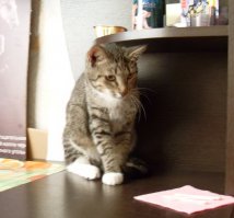 Жена помогала соседке лечить её котика: заноза в ухо попала и загноилась (кот вообще экстремал: то стул на себя уронит, то вообще с 8 этажа выпал, лапку сломал), соседке не давался, а моей жене сам на руки шёл. Так наш собак прям извёлся весь, ревновал. скулил аж до дрожи. Меня за штанину трепал, негодовал.
Постареет когда - возьмём Пестряну (уже имя придумал).
А это то самый Майкл-экстремал.