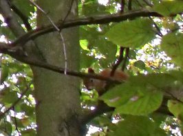 Битцевский лесопарк, Москва.