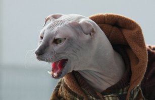 Интересна порода. Пошарил в сети - хочу такого.