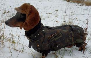 Такса охотится на все, что видит 