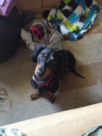 Такса охотится на все, что видит 