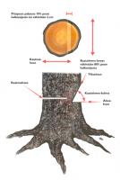 Просто каждый идиот сумевший завести бензопилу автоматически считает себя мастером по валке деревьев, не зная элементарнейших правил пилят напрочь всё и смотрят стоят в какую сторону дерево падать начнёт чтоб бежать в противоположную! Идиоты! 
 Я после обучения на спор 20-25 метровые деревья ложил макушкой на отметку а неучи рядом умудрились себе на ногу ствол уронить, пилят под какими-то им известными углами и прочая чушь и в итоге ствол вращаясь вокруг своей оси спрыгнул с пня и на ногу, перелом, на руках тащите чувака из лесу.