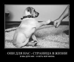 Не смог проехать мимо умирающего котёнка 