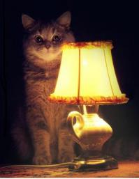 Менты ржут, суд ржёт, адвокат ржёт 