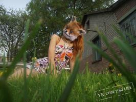 Странно, что лиса сделали не так :) :) :)