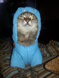 Мой хозяин идиот