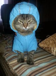 Мой хозяин идиот