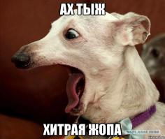 Реакции разных собак на ловкость рук одного человека))