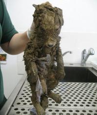 Я есть грут))