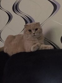 27 котов, которые любят сидеть  по-человечески