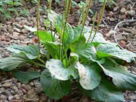 Держи, не болей!;)