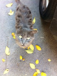 Мой друган!) несколько лет возле дома на мусорке жил. Как то раз припарковал недалеко машину, выхожу вечером, сажусь за руль включаю заднюю и плавно отпускаю тормоз(кп автомат) машина почему то не едет, чуть газу все равно не едет, проехал вперед полметра остановился, вышел посмотреть, а там этот кот под колесо мне залез и спал, лежит орет Я кота в багажник и в ветеринарку! Вы бы видели лица дамочек с собачками типа чихуамуа ожидающих в очереди когда я зашел с этим котом К счастью все обошлось благополучно, кота осмотрели укольчики сделали "антистрессовые", витаминки какие то и все!) Купил еды и отвез где взял!)