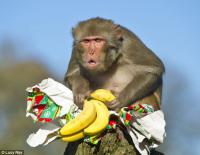 регкааазелллл