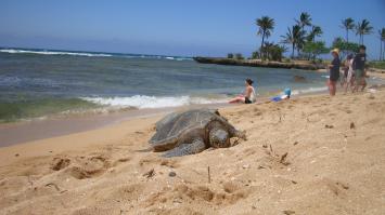 Пляж на северном побережье Оаху - дом для многих зеленых морских черепах - которые охраняются законами штата. За приставание к черапахам можно получить штраф - до 10 000 долларов, за убийство животного - 500000 долларов или загреметь в тюрьму на долгие годы .