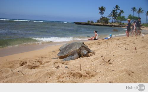 Пляж на северном побережье Оаху - дом для многих зеленых морских черепах - которые охраняются законами штата. За приставание к черапахам можно получить штраф - до 10 000 долларов, за убийство животного - 500000 долларов или загреметь в тюрьму на долгие годы .