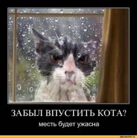 Болтливая кошка
