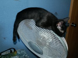 30 веселых фотографий с животными