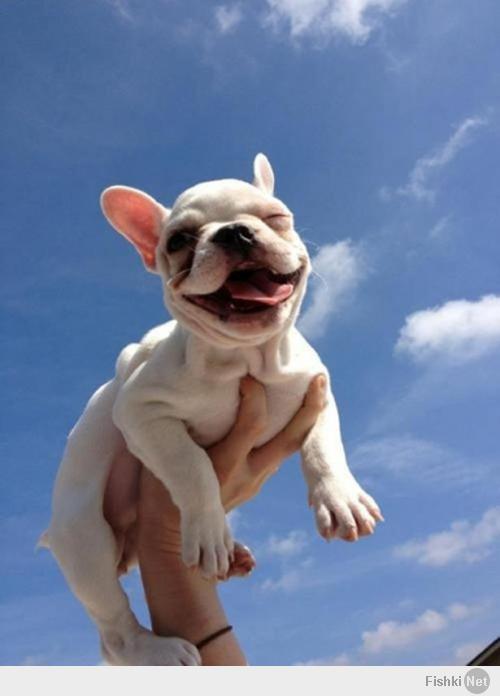 Французики - это самые лучшие собаки на свете!!! Отвечаю!!! Самые добрые, самые веселые, самые общительные! Не в обиду другим собакам и их хозяевам, но только французики могут улыбаться!!!