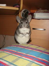 лучший грызунчик