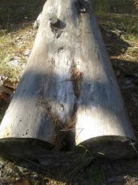 Кто-то бывшую в лесу оставил.