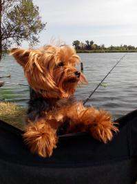 Ну просто как плюшевые!