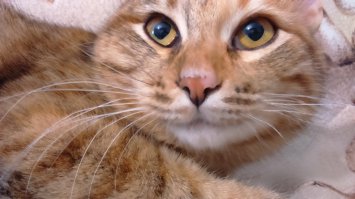 Рыжий  - Пиксель (когда шкодит - битый пиксель) черепаховая - Нюша :)
Забрали у соседки, которая хотела их топить.