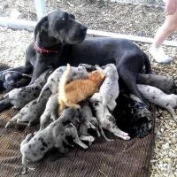 Военные собаки