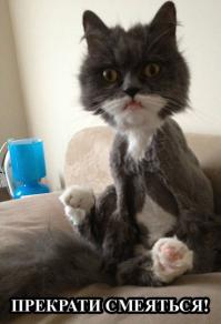 Кот, который превратился в большой комок шерсти