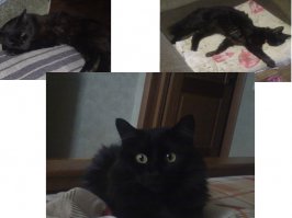 Его тоже выкинули в 2 года, ободранный, с бусами из клещей. Самый умный, преданный и надежный, все повадки как у хорошей собаки.))) Из всей троицы - самый рассудительный, отвечает за порядком!))