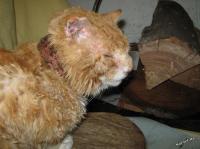 Грузинский котэ?)