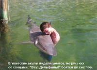 Нашествие акул в Северной Каролине