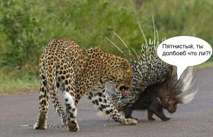 Схватка леопарда и дикобраза